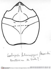 Historische Skizze/Zeichnung von Coelopus hoheneggeri (Moericke, 1889) (NHMW-AFW-GEO-BACHMAYER-FOTO-1990-0041-1355)
